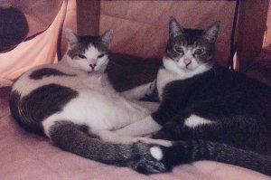 こたつショット その二